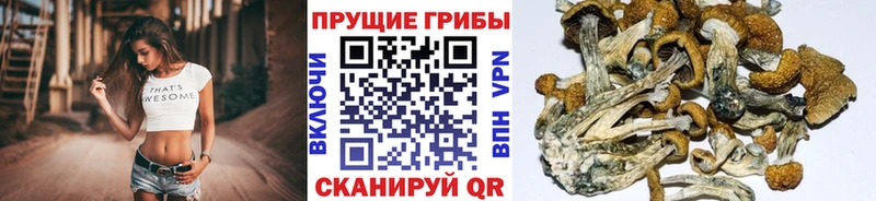 закладки Хотьково Галлюциногенные грибы мицелий